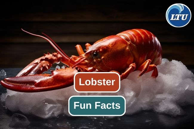10 Impressive Facts about Lobster